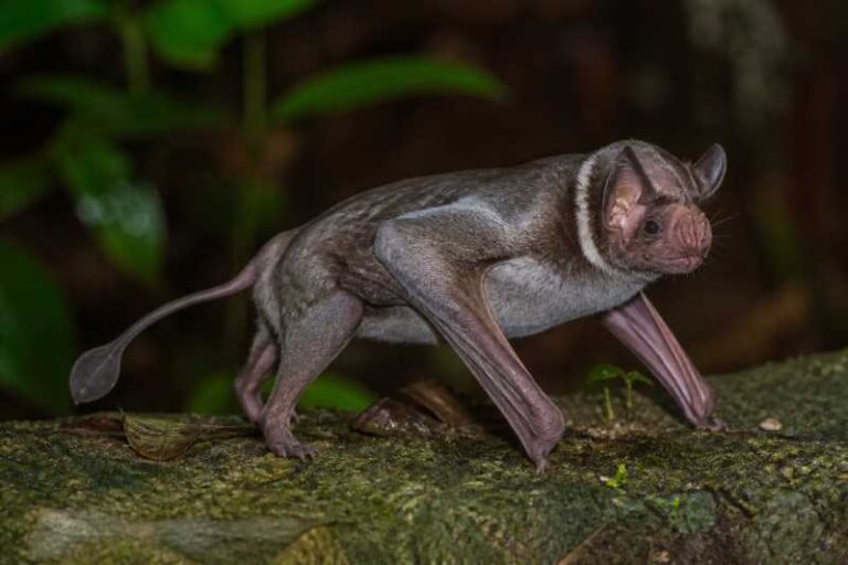 Image of a Spectral Bat in its natural habitat