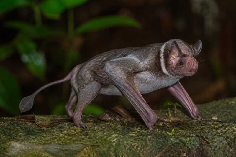 Image of a Spectral Bat in its natural habitat