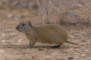Image of a Spix's Yellow-toothed Cavy in its natural habitat