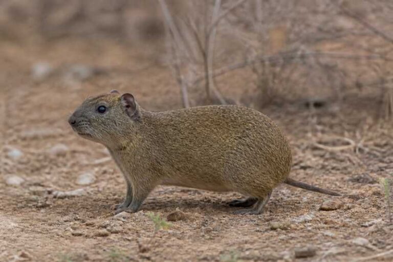 Image of a Spix's Yellow-toothed Cavy in its natural habitat