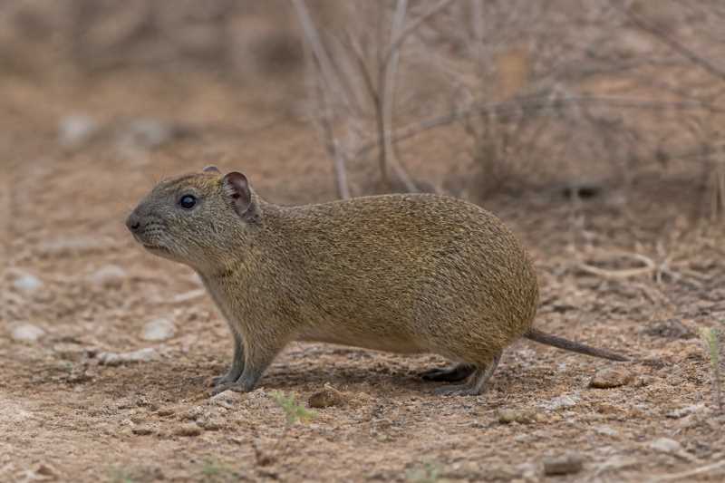 Image of a Spix's Yellow-toothed Cavy in its natural habitat