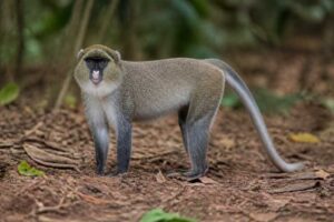 Image of a Spot-nosed Monkey in its natural habitat