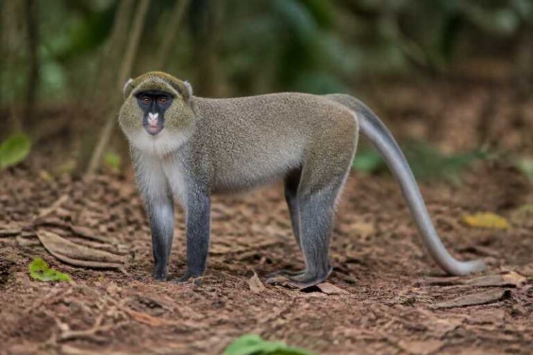Image of a Spot-nosed Monkey in its natural habitat