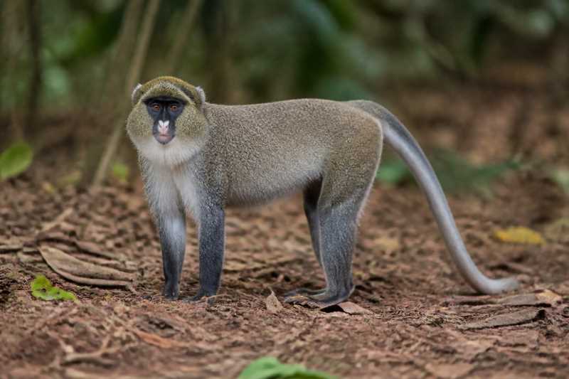 Image of a Spot-nosed Monkey in its natural habitat