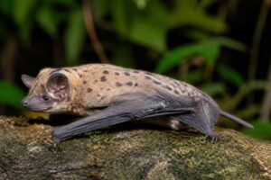 Image of a Spotted Butterfly Bat in its natural habitat