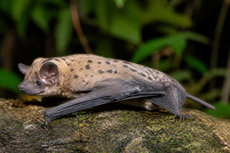 Image of a Spotted Butterfly Bat in its natural habitat