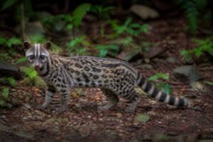 Image of a Spotted Linsang in its natural habitat