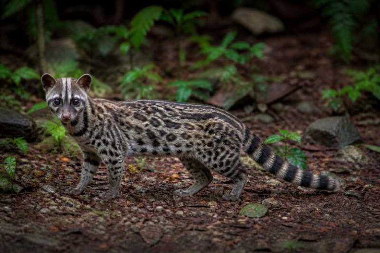 Image of a Spotted Linsang in its natural habitat