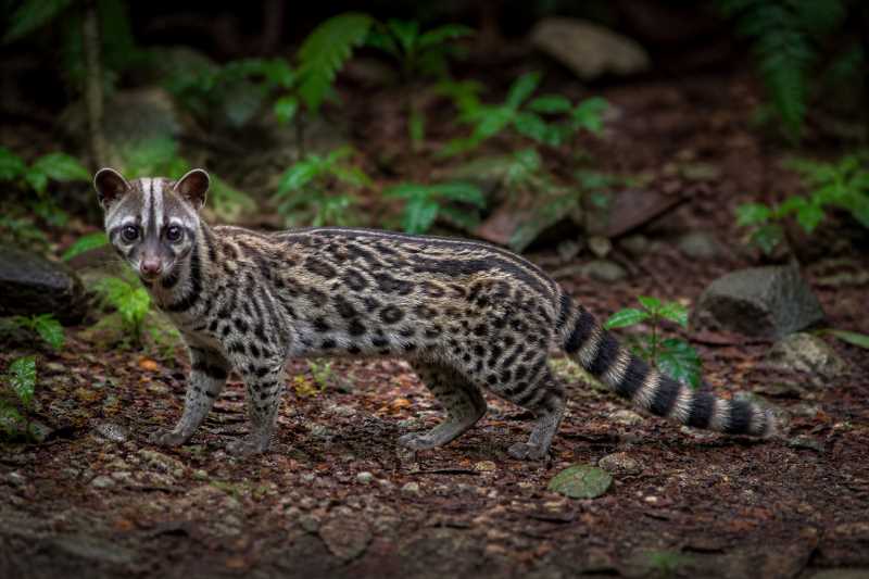 Image of a Spotted Linsang in its natural habitat