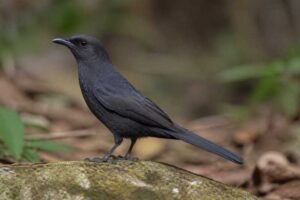 Image of a Square-tailed Drongo-Cuckoo in its natural habitat