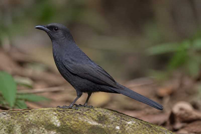 Image of a Square-tailed Drongo-Cuckoo in its natural habitat