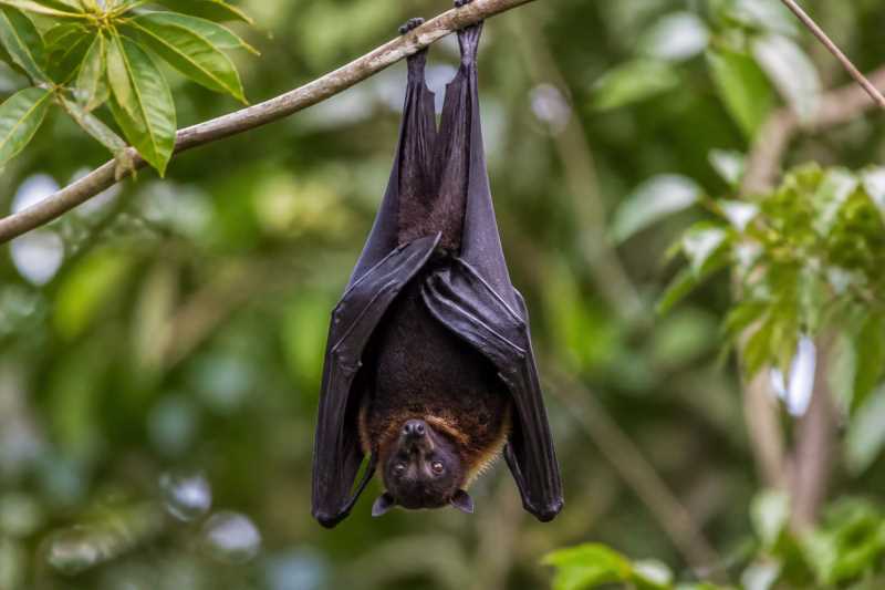 Image of a Steadfast Tube-nosed Fruit Bat in its natural habitat