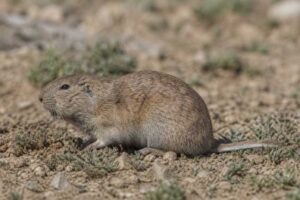 Image of a Steinbach's Tuco-tuco in its natural habitat