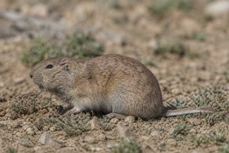 Image of a Steinbach's Tuco-tuco in its natural habitat