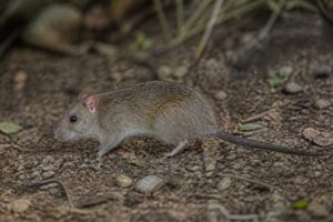 Image of a Stein's New Guinea Rat in its natural habitat