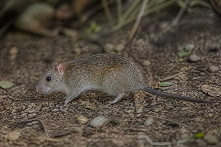 Image of a Stein's New Guinea Rat in its natural habitat