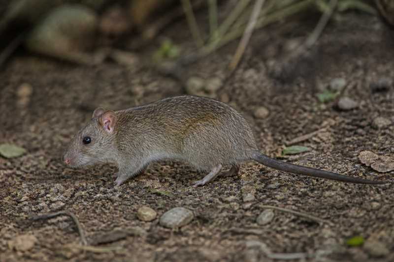Image of a Stein's New Guinea Rat in its natural habitat