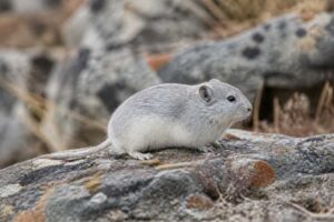 Image of a Stekolnikov's Snow Vole in its natural habitat