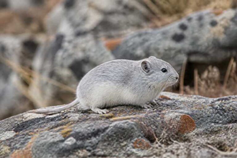Image of a Stekolnikov's Snow Vole in its natural habitat