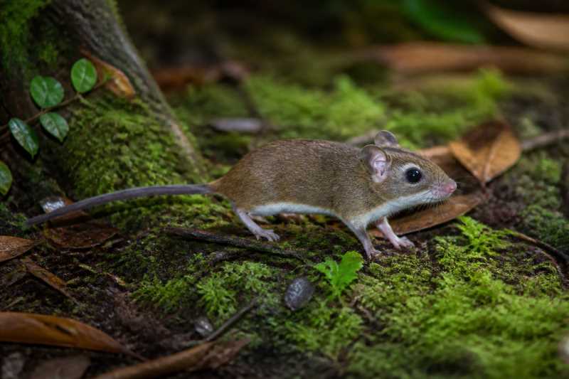 Image of a Stella Wood Mouse in its natural habitat