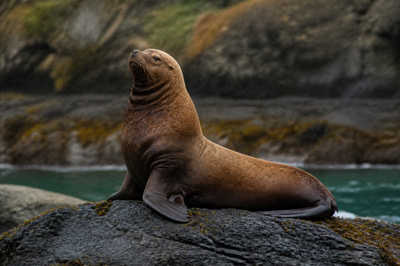 Image of a Steller Sea Lion in its natural habitat