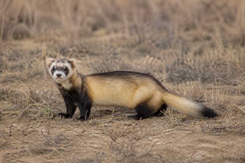 Image of a Steppe Polecat in its natural habitat