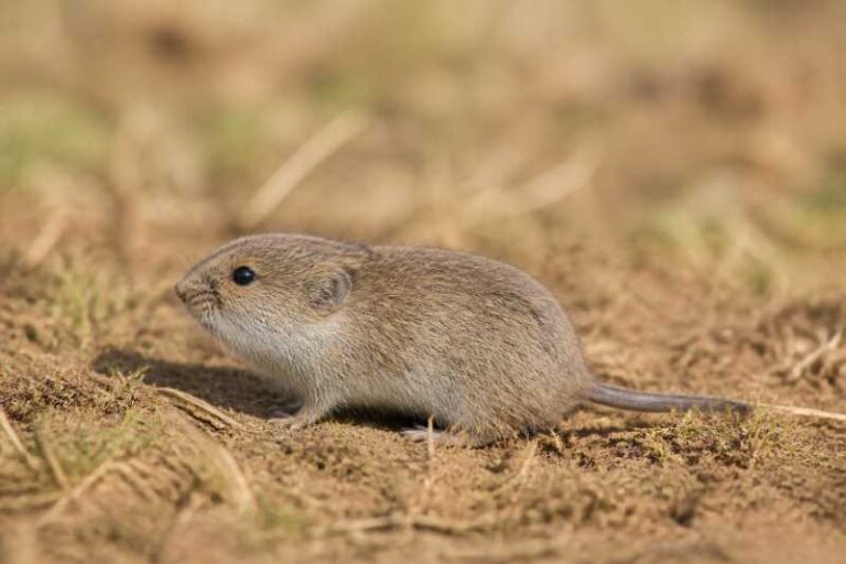 Image of a Steppe Vole in its natural habitat