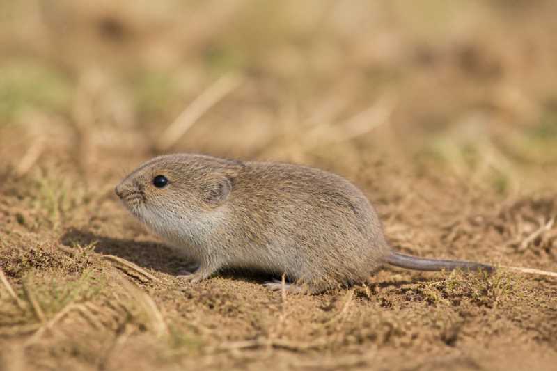Image of a Steppe Vole in its natural habitat