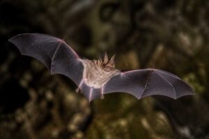 Image of a Stoliczka's Trident Bat in its natural habitat