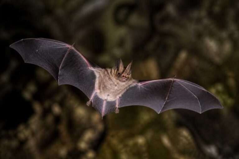 Image of a Stoliczka's Trident Bat in its natural habitat