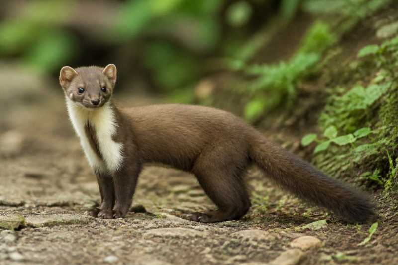Image of a Stone Marten in its natural habitat