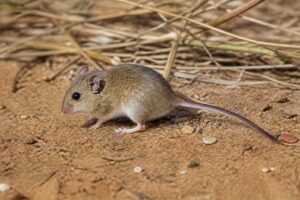 Image of a Strand's Birch Mouse in its natural habitat