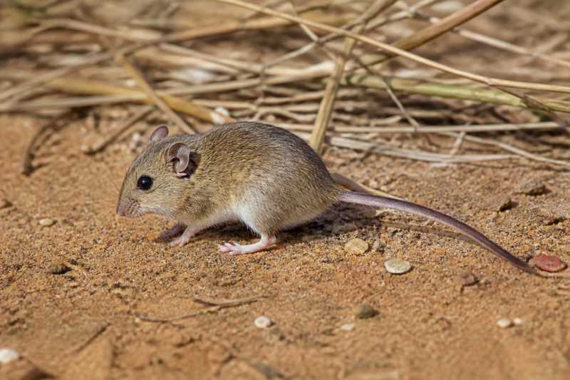 Image of a Strand's Birch Mouse in its natural habitat