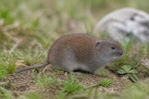 Image of a Strelzov's Mountain Vole in its natural habitat