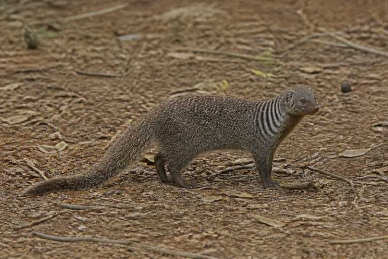 Image of a Stripe-necked Mongoose in its natural habitat