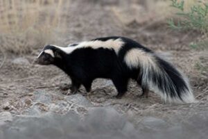 Image of a Striped Hog-nosed Skunk in its natural habitat