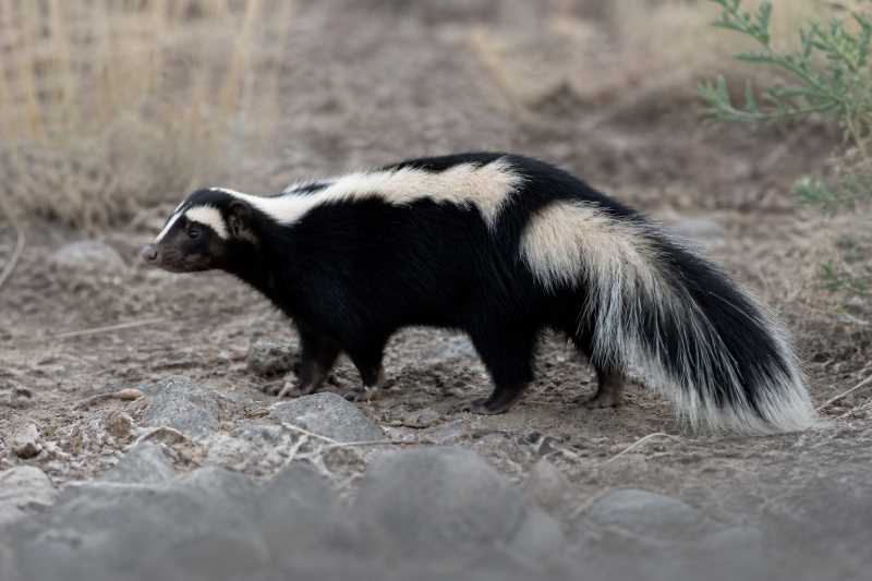 Image of a Striped Hog-nosed Skunk in its natural habitat