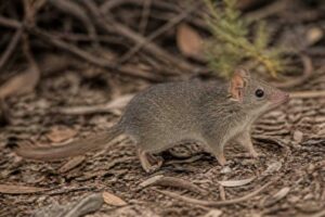 Image of a Subtropical Antechinus in its natural habitat