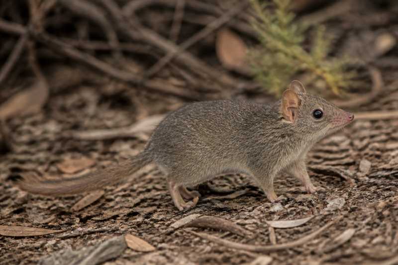 Image of a Subtropical Antechinus in its natural habitat