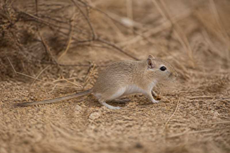 Image of a Sudan Gerbil in its natural habitat