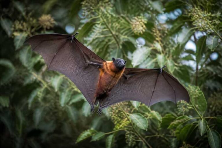 Image of a Sulawesi Black-capped Fruit Bat in its natural habitat