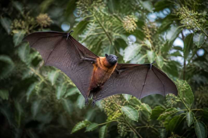 Image of a Sulawesi Black-capped Fruit Bat in its natural habitat