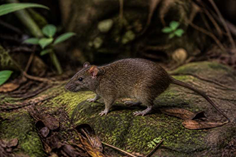 Image of a Sulawesi Forest Rat in its natural habitat