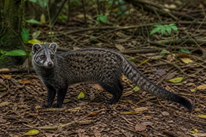 Image of a Sulawesi Palm Civet in its natural habitat