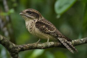 Image of a Sumatran Frogmouth in its natural habitat