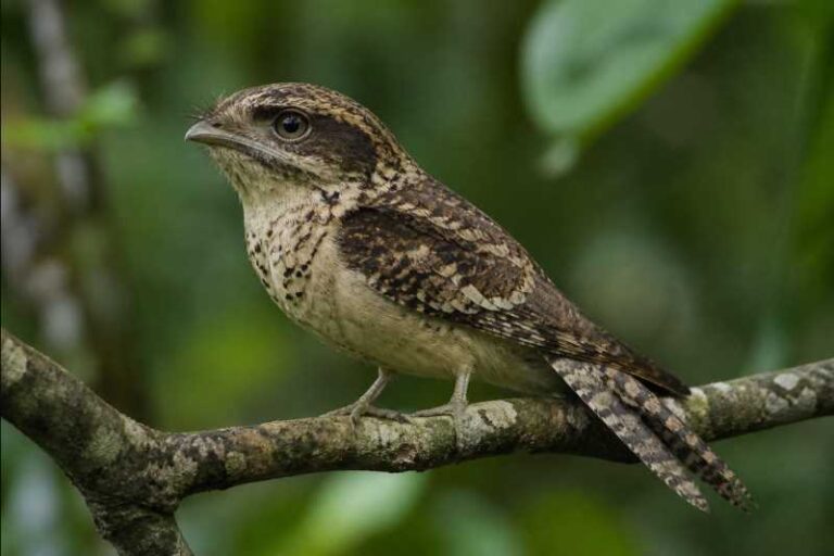 Image of a Sumatran Frogmouth in its natural habitat