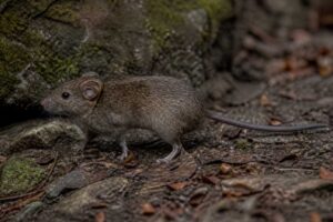 Image of a Sumichrast's Vesper Rat in its natural habitat