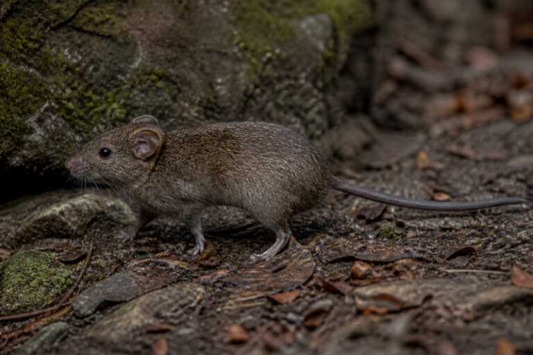 Image of a Sumichrast's Vesper Rat in its natural habitat
