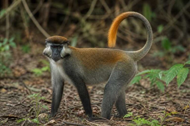 Image of a Sun-tailed Monkey in its natural habitat