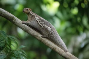Image of a Sunda Colugo in its natural habitat